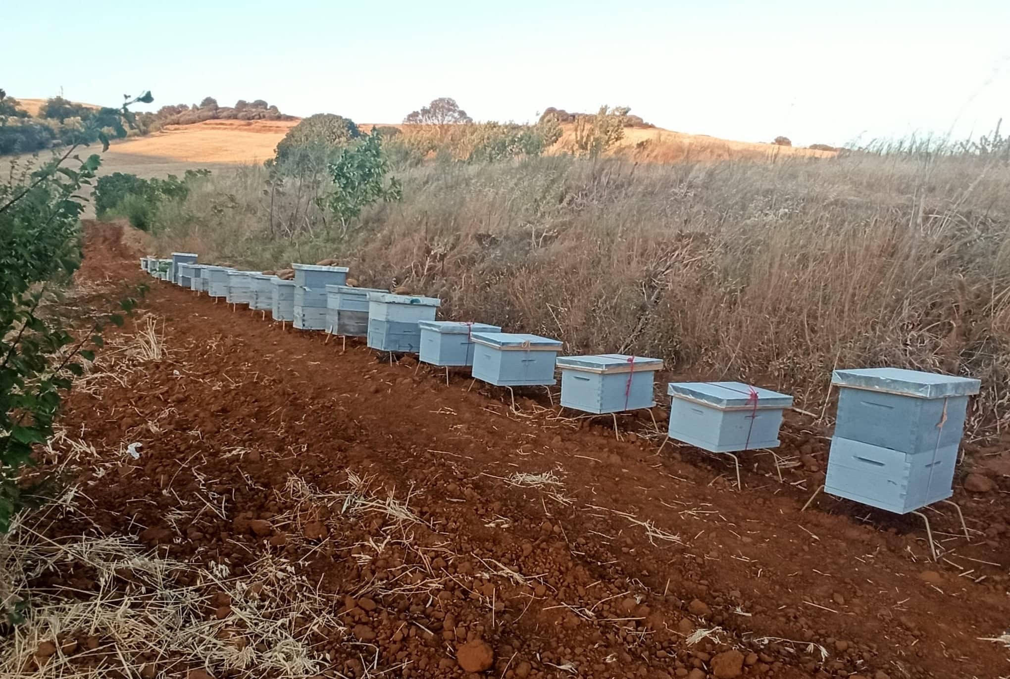 عبوات العسل